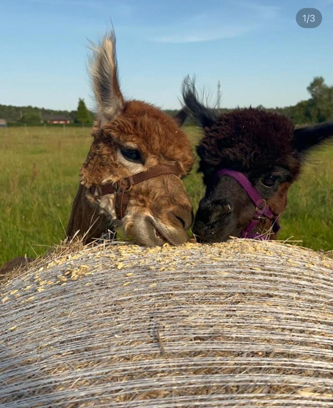 Ferien-& Erlebnispark Ploetzky Schönebeck Esterno foto